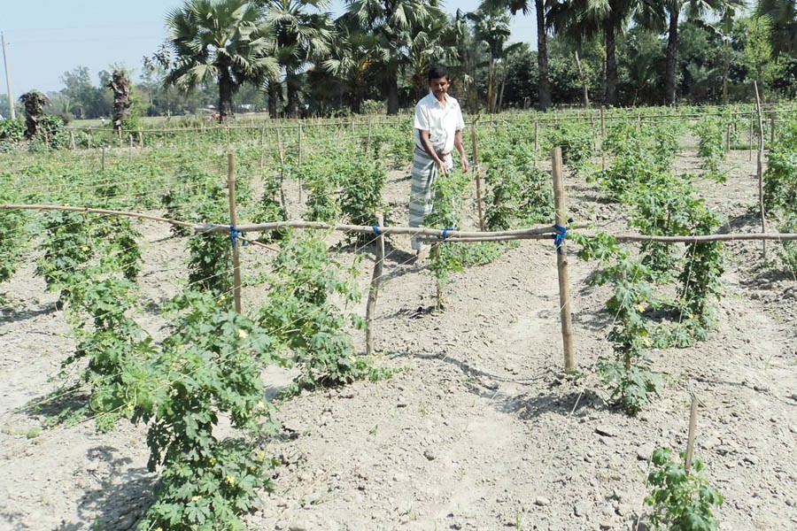 A peasant taking care of his bitter gourd plants at a field in Lalpur upazila of Natore district on Monday    	— FE Photo