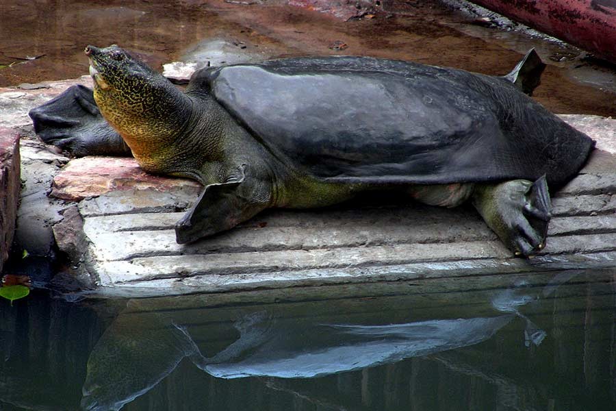 One of the world's rarest turtles dies