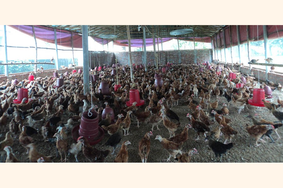 A partial view of a poultry farm in Joypurhat district  	— FE Photo