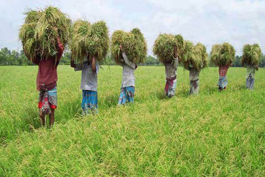DAE provides 1,650 farmers with seeds, fertilizers