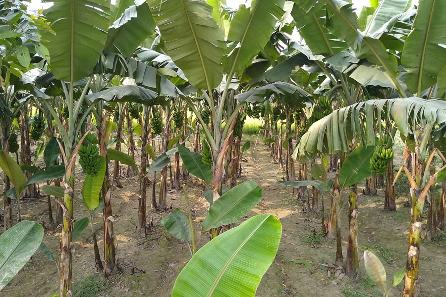 A partial view of a "Sabri" banana field at Jamalpur union of Akkelpur upazila in Joypurhat district 	— FE Photo