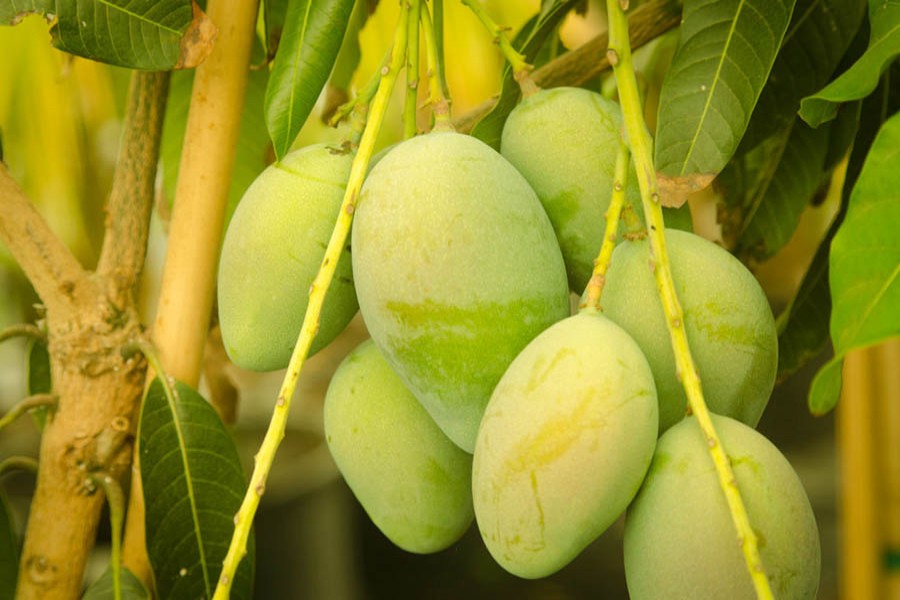 Mango farmers in Rangpur region expect high profit this season