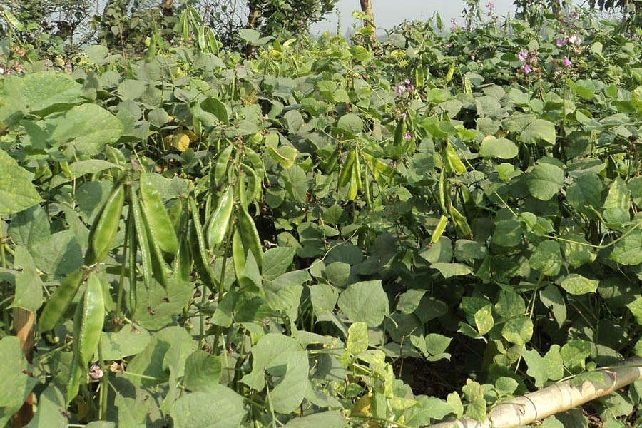 Off-season bean cultivation expanding in Bogura