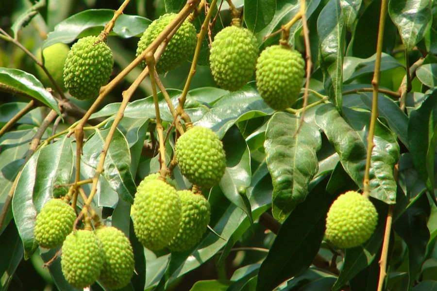 Litchi farmers expect excellent  production this season