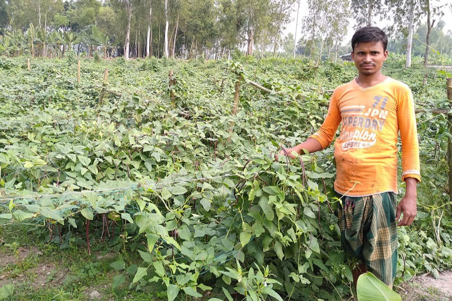 A farmer harvesting snake bean at his vegetable field in Poulinja village under Khetlal upazila of Joypurhat district on Thursday     	— FE Photo