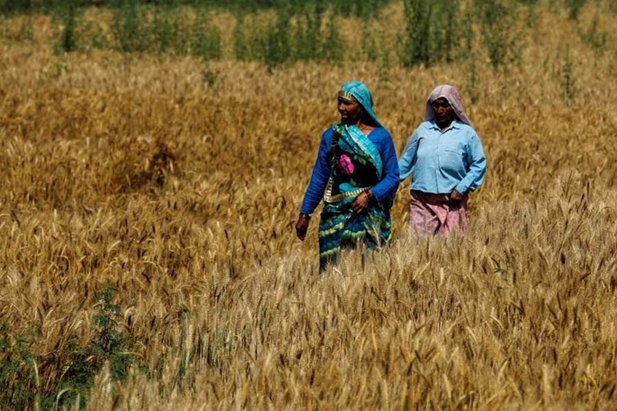 Women walk through a wheat field on their way to cast their votes at a polling station during the second phase of general election in Amroha, in the northern Indian state of Uttar Pradesh in India recently. -Reuters Photo