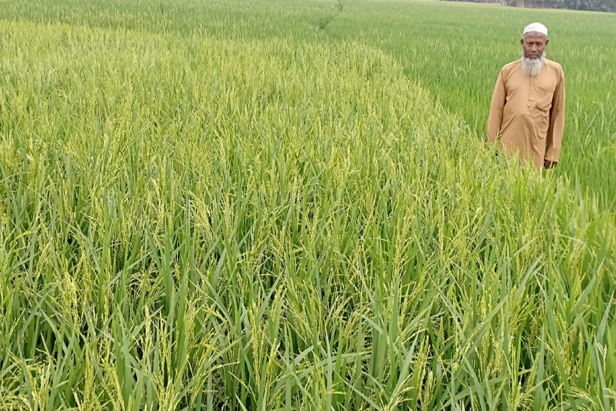 Good Boro yield likely in five Rangpur districts