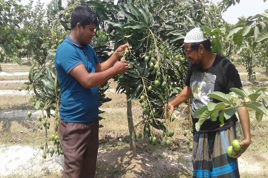 Farmers taking care of a Gopalbhog mango tree at a orchard in Khetlal upazila of Joypurhat on Saturday       	— FE Photo