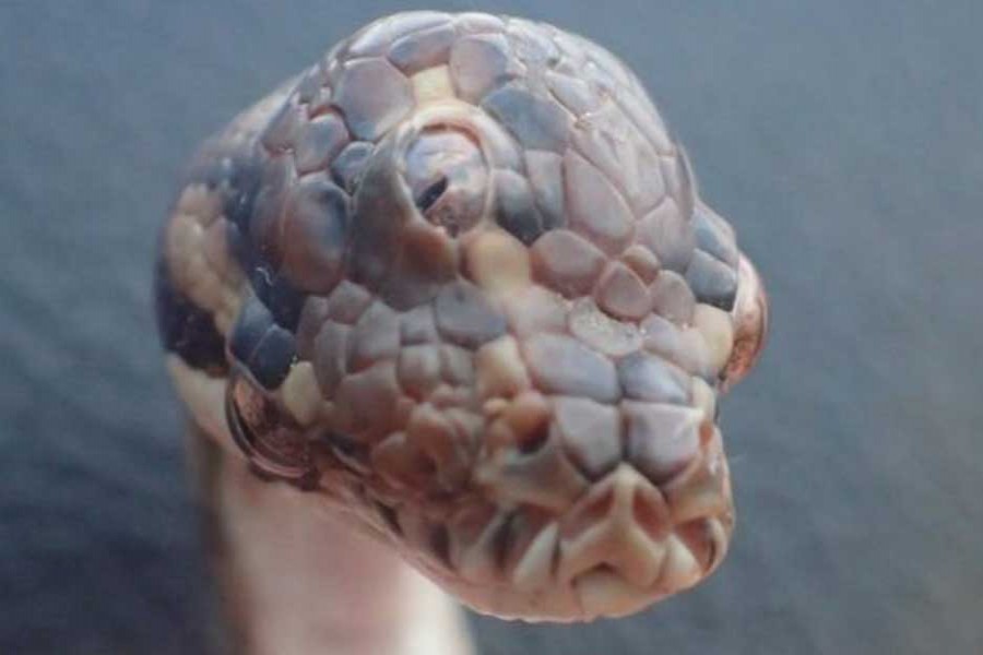 Three-eyed snake found in Australia