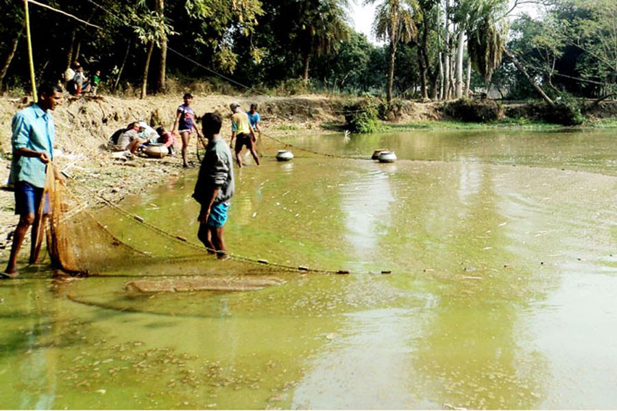 Cultivators in Talshon village under Adamdighi upazila of Bogura district catching fish in a pond 	— FE Photo