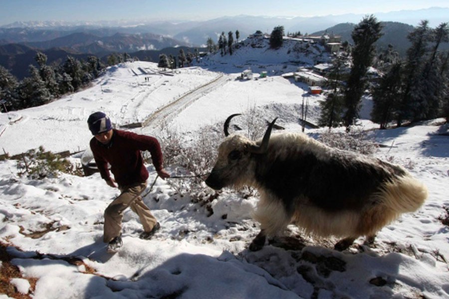 In this file photo, a boy walks with his yak after fresh snowfall in Kufri, outskirts of Shimla, India, Monday, Jan 4, 2010 - AP file photo