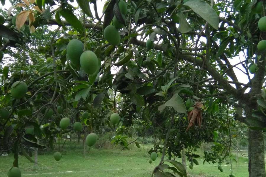 Mango harvesting in Rajshahi begins from May 15