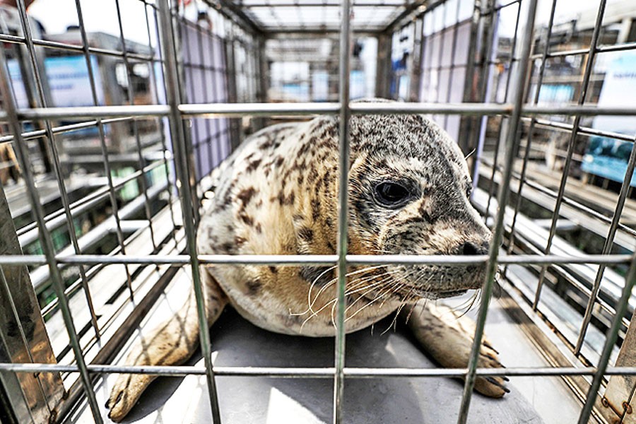A spotted seal sits in a cage before being released by officials into the sea near Dalian in northeastern China’s Liaoning province on May 10 – AP