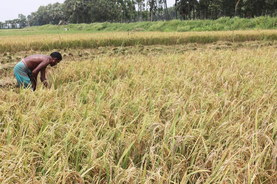 A Boro farmer harvesting his produce in Feni on Monday 	—  Focus Bangla Photo