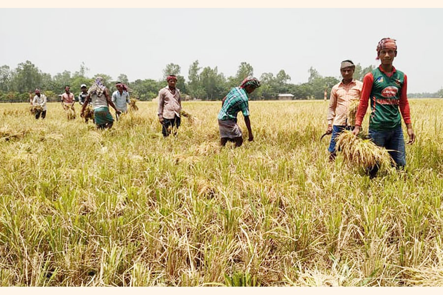 A group of farmers are harvesting Boro paddy at a village of Bogura on Tuesday  	— FE Photo