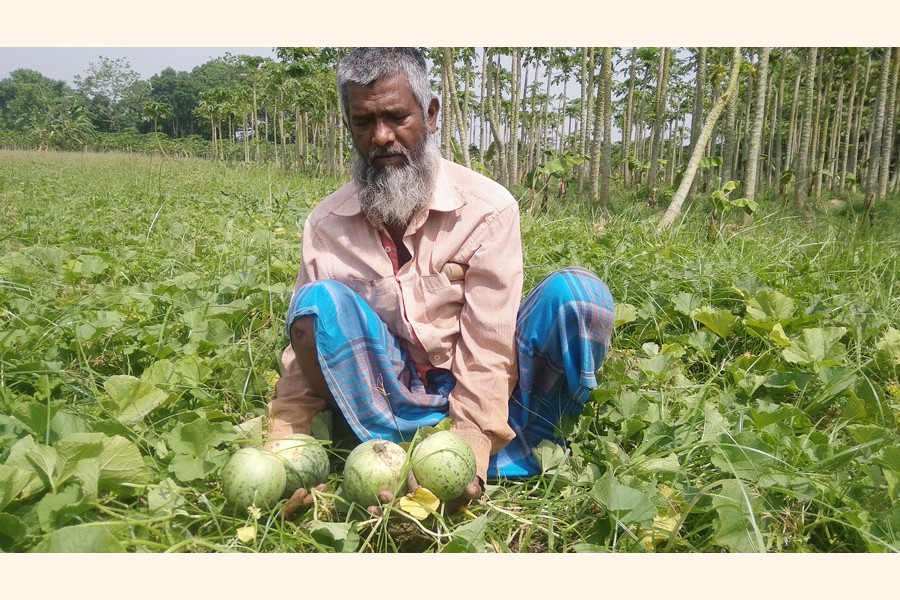 A nalim grower showing his produce at a field in Norihati village under Magura Sadar on Tuesday      	— FE Photo