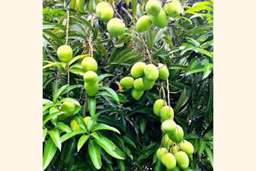 Delicious mango starts appearing in Rajshahi markets