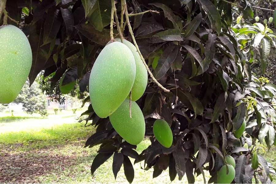 Chapainawabganj mangoes ready to hit market by next two weeks
