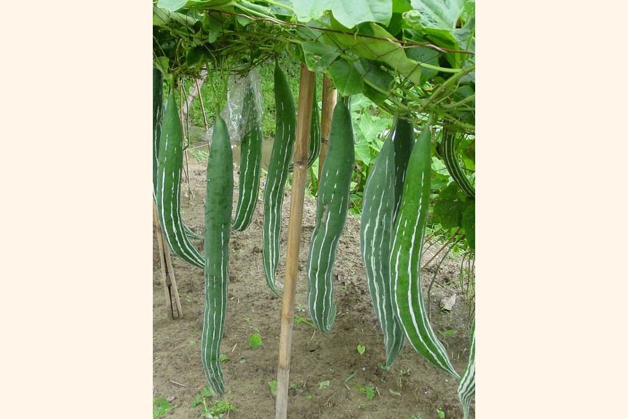 Snake gourd cultivation popular among Joypurhat farmers