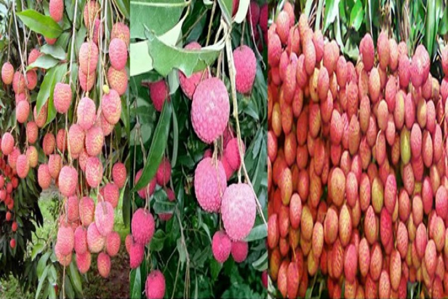 Rangpur litchi growers happy with price