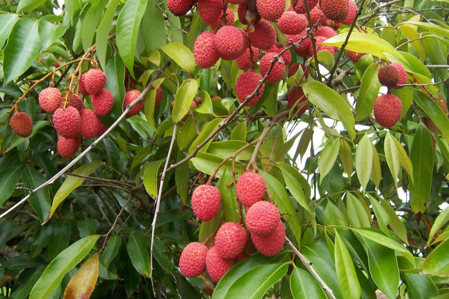 Litchi growers expect healthy profit this year