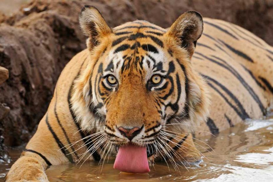 Number of tigers rises in Sundarbans