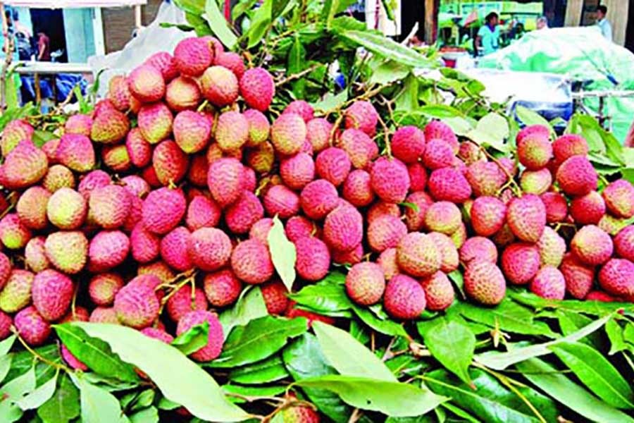 Litchi trading going on in full swing in Rajshahi region