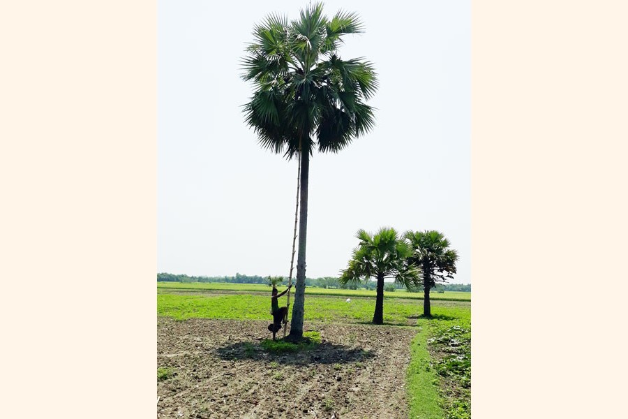 A palm juice extractor preparing to climb on a palm tree for extracting its juice at Char Ghaga under Jalalabad union in Gopalganj Sadar on Sunday  	—  FE Photo