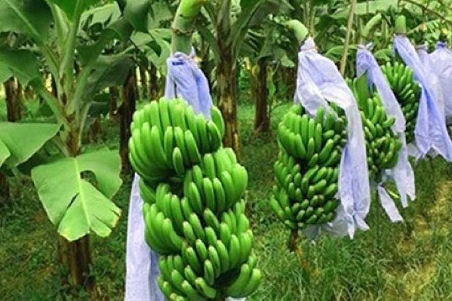 Narail farmers happy with banana production, price