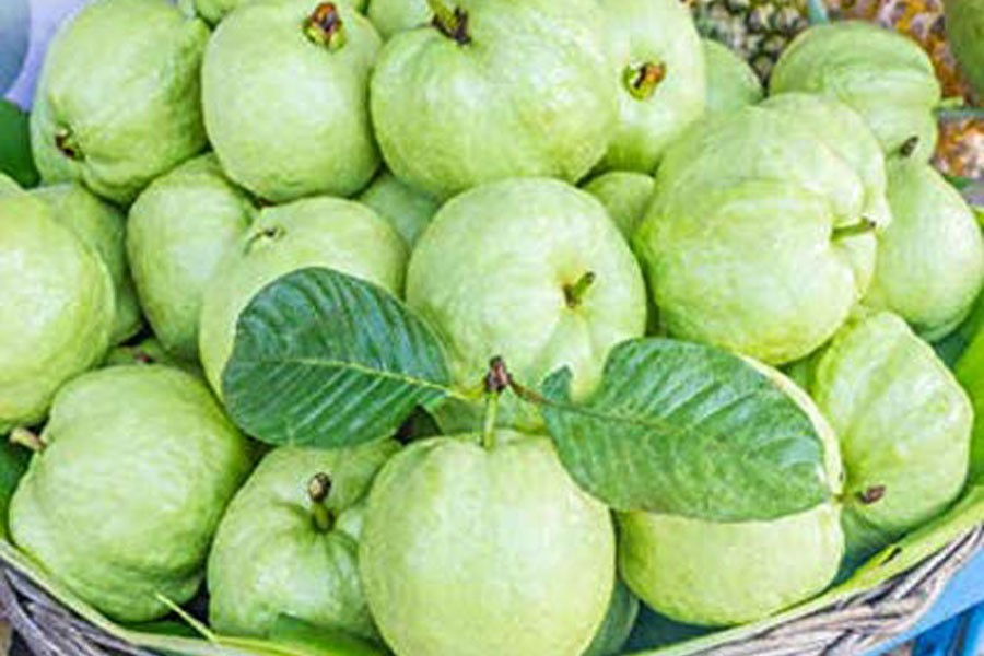 Thai guava popular among Joypurhat cultivators