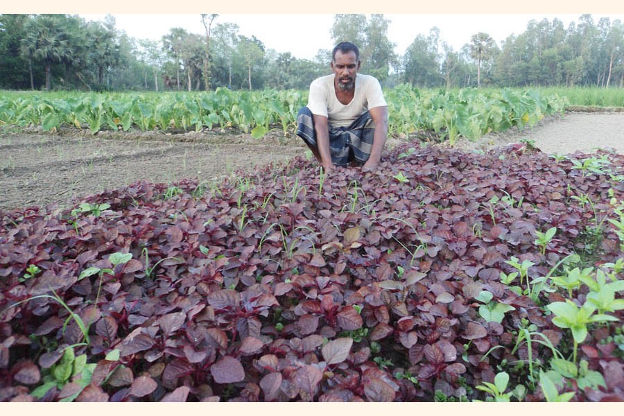 A farmer taking care of his red spinach field under Natore Sadar upazila on Tuesday	— FE Photo