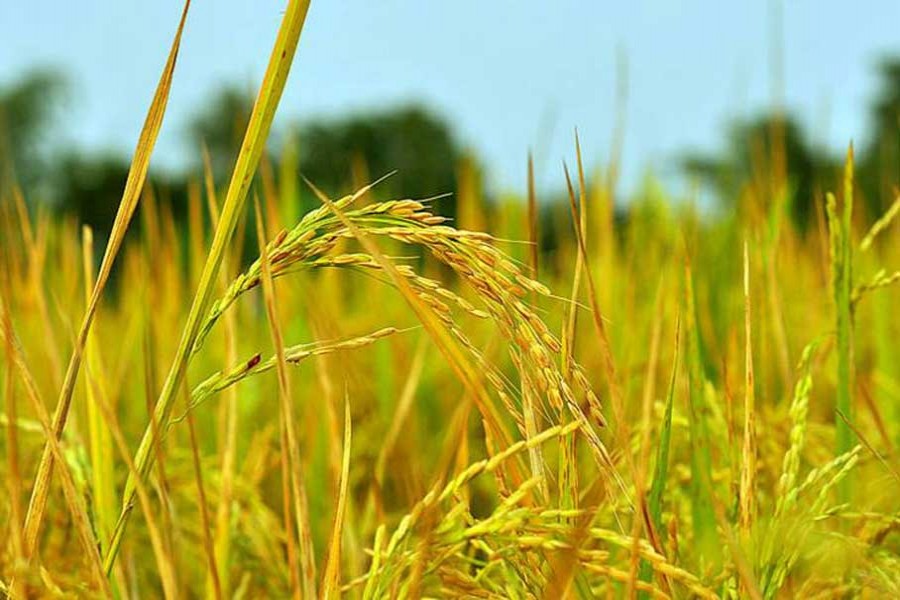How bumper rice production can bring smile to the face of farmers