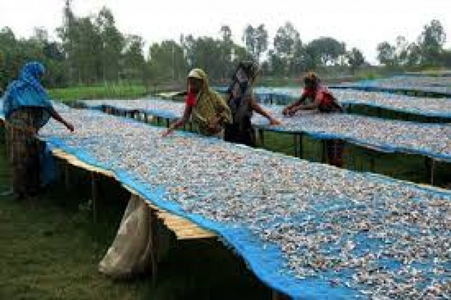 3,357 tonnes dry fishes exported in FY 2017-18