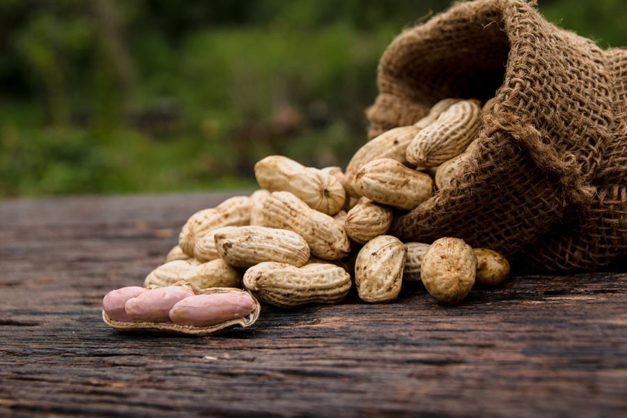 Bumper groundnut production likely in Rangpur region