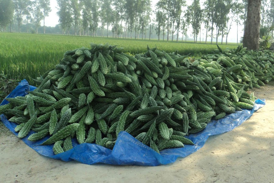 Newly-harvested bitter-gourds have been piled up in Shibganj upazila of Bogura district 	— FE Photo