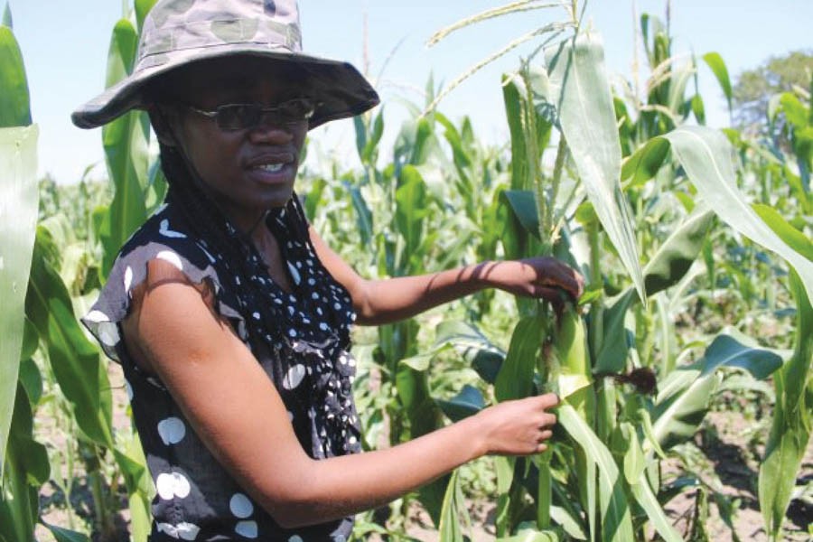 Financial inclusion services can help boost the productivity of smallholder farmers in Africa. Pictured here is maize farmer Senamiso Ndlovu, from Nyamandlovu District, Zimbabwe. 	—Photo: Busani Bafana/IPS