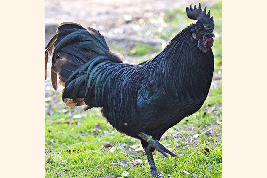 Fowl with black flesh  bred in Rajshahi