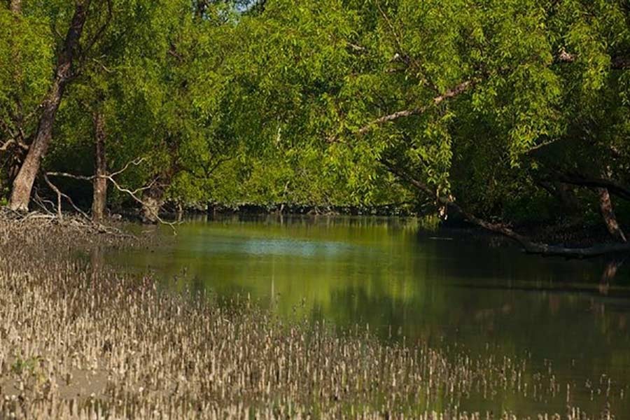 Govt imposes fishing ban in Sundarbans until August 31