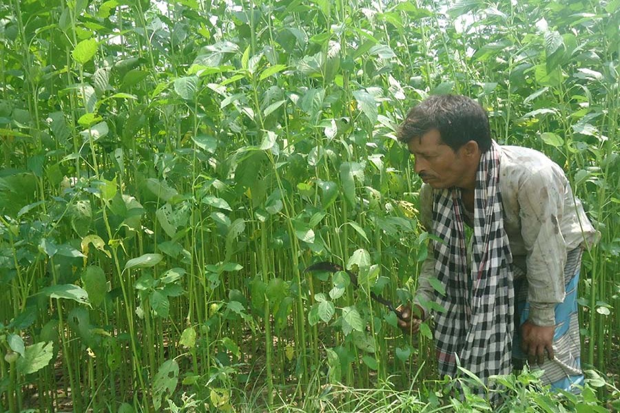 A farmer weeding his jute field in Nalidanga village under Magura Sadar on Saturday     	— FE Photo