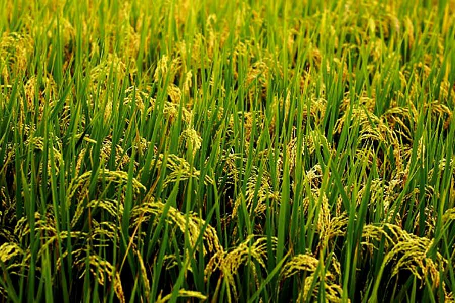 Govt to spend Tk 10.40b for paddy purchase