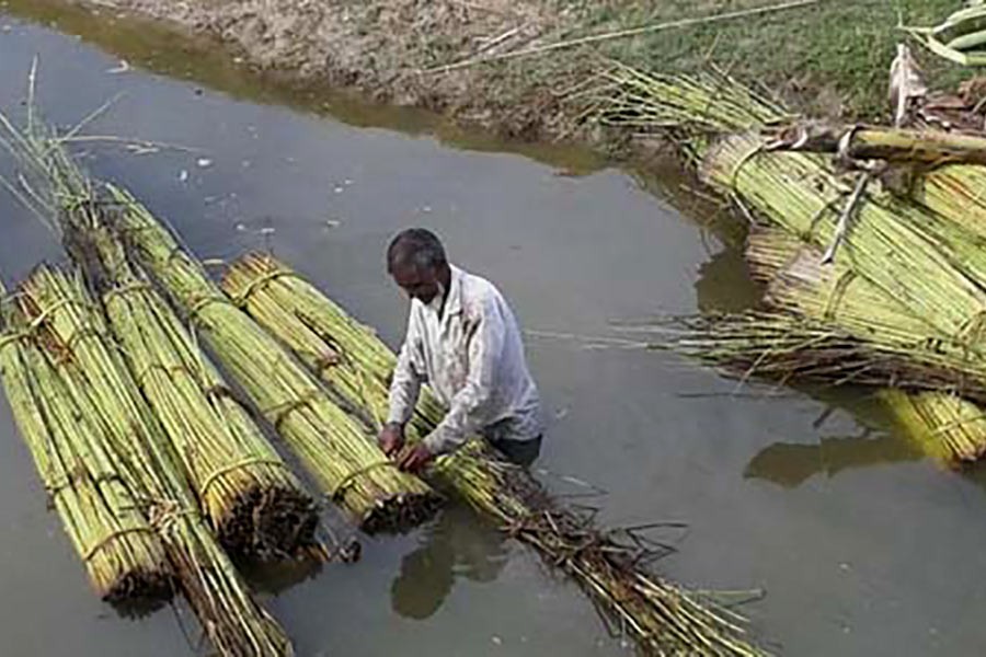 Jute harvest begins in Panchagarh