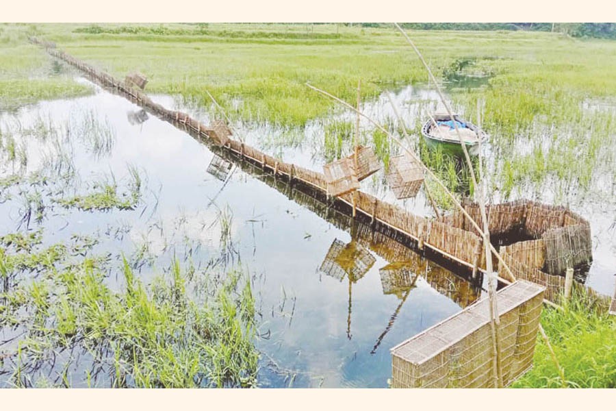 Bamboo fence has been erected crosswise in a portion of the Ichhamoti river under Dhunot upazila of Bogura district      	— FE Photo