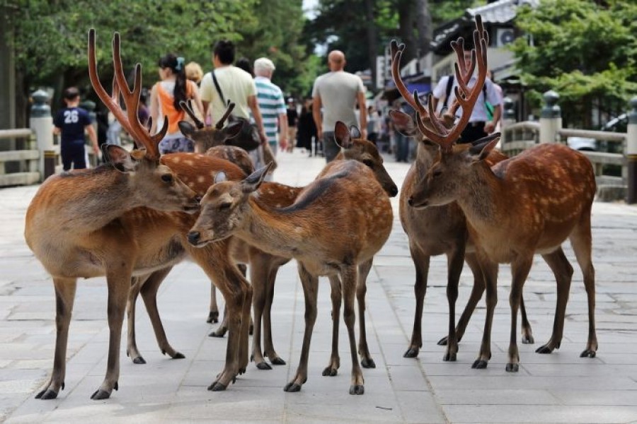 Nara, a popular spot for tourists, is home to over 1,200 free-roaming deer. Photo Courtesy: Flickr/ Teruhide Tomori