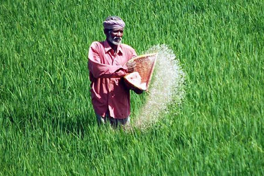 File photo shows a farmer spraying urea fertiliser in the rice field