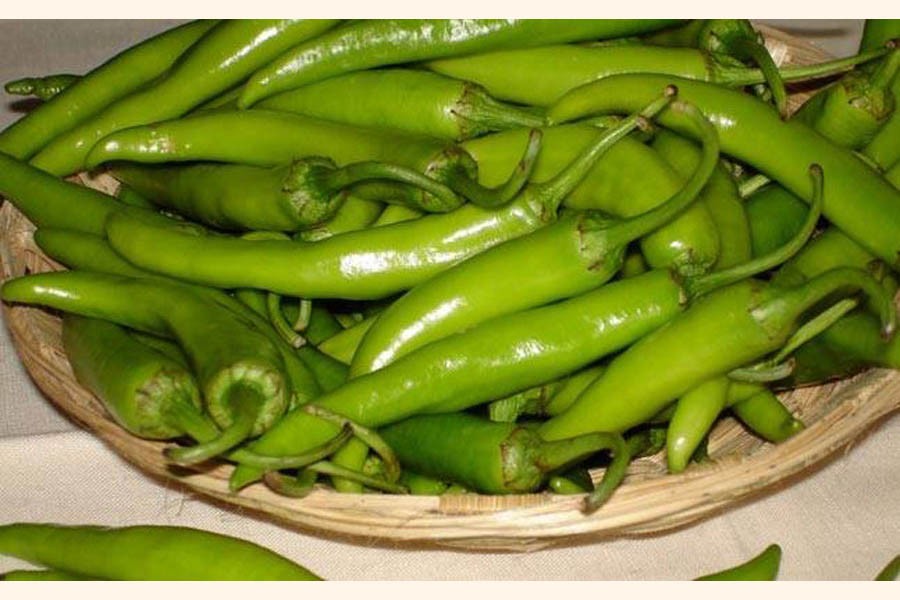 Bogura farmers reaping benefits of green chilli cultivation