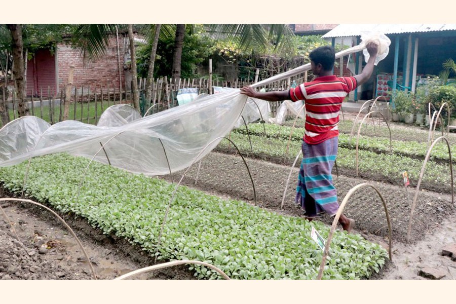 Rajshahi nursery owners  busy preparing seedbeds  for winter vegetables