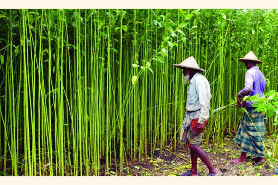 Jute farming marks a rise in Rajshahi