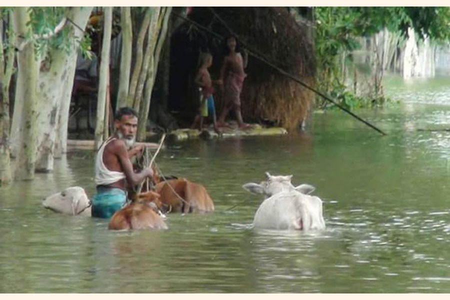 A farmer wading through flood water with his cattle head to find a safer place in Sariakandi upazila of Bogura district on Monday	— FE Photo