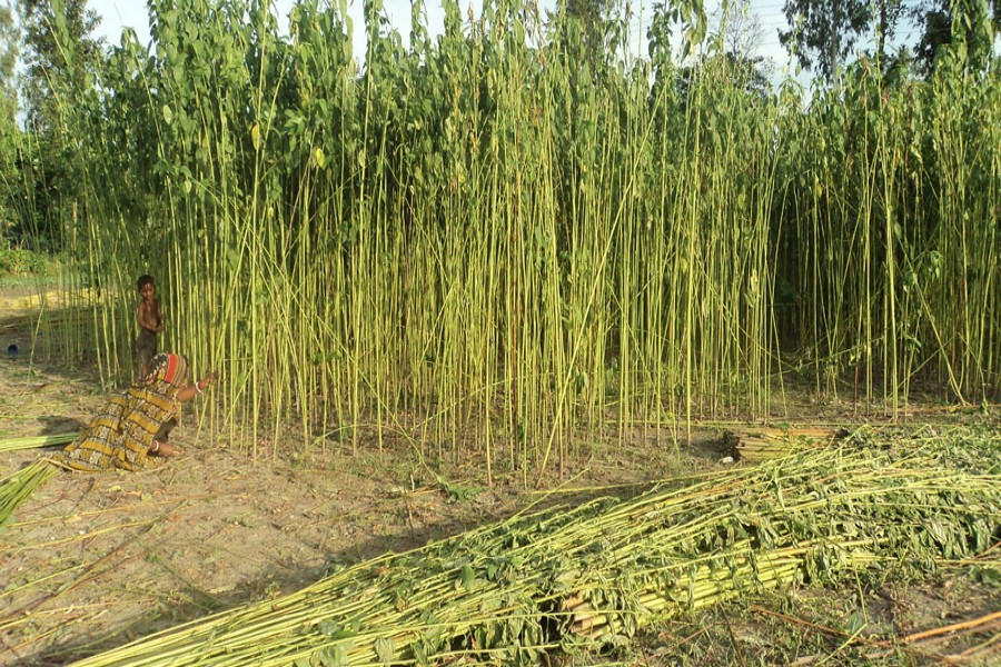 A female farmer in Shalikha village under Sonatola upazila of Bogura harvesting jute at a field on Wednesday   	— FE Photo