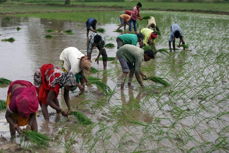 Farmers plant saplings in a rice field on the outskirts of Ahmedabad, July 5, 2019. Reuters/Files